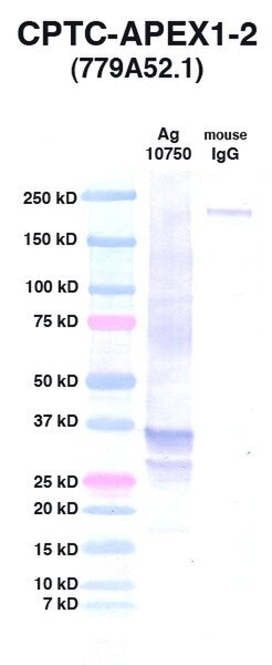 WB using DSHB antibody CPTC-APEX1-2 against Ag 10750 (lane 2). Lane 1 is MW standards. Lane 3 is mouse IgG as controntrol. Image credit: NCL Clinical Proteomic Technologies for Cancer. 